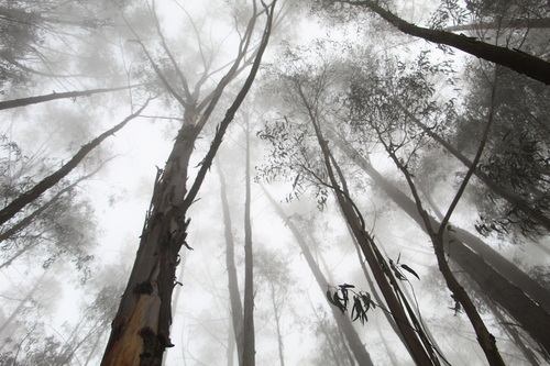 Eucalyptus globulus iNat (1)