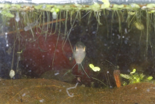 Trichopsis pumila