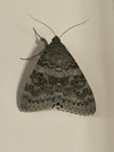 French Red Underwing