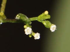 Valeriana clematitis