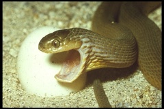 Southern Brown Egg Eater photo 3