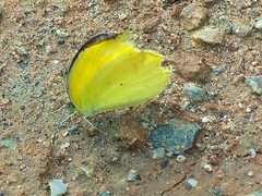 Lepidoptera