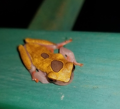 Dendropsophus triangulum