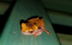 Dendropsophus triangulum
