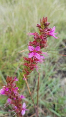 Ammannia sagittifolia