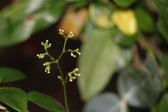 Valeriana clematitis