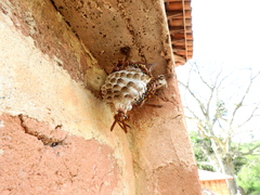 Polistinae