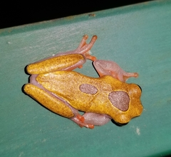 Dendropsophus triangulum