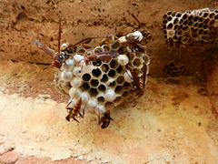 Polistinae