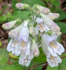 Penstemon canescens