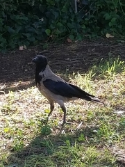 Corvus cornix