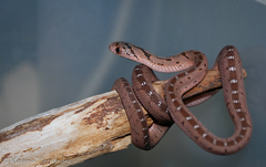 East African Egg Eater photo 2