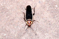 Pseudomops interceptus