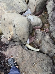 Eschrichtius robustus