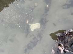 Eschrichtius robustus