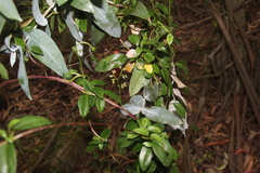 Valeriana clematitis