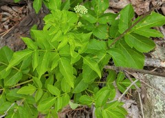 Aralia hispida