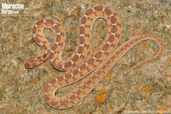 Sahel Egg Eater photo 3