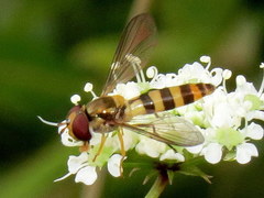 Meliscaeva cinctella image