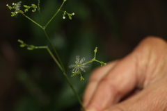 Valeriana clematitis
