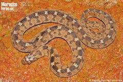 Sahel Egg Eater photo 4