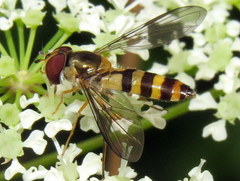 Meliscaeva cinctella image
