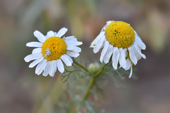 Tripleurospermum ambiguum