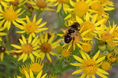 Helophilus lapponicus