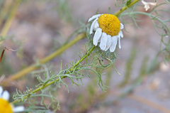 Tripleurospermum ambiguum