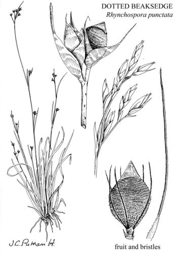 dotted beaksedge (Rhynchospora punctata)