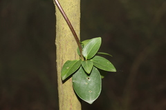 Valeriana clematitis