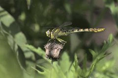 Arigomphus lentulus