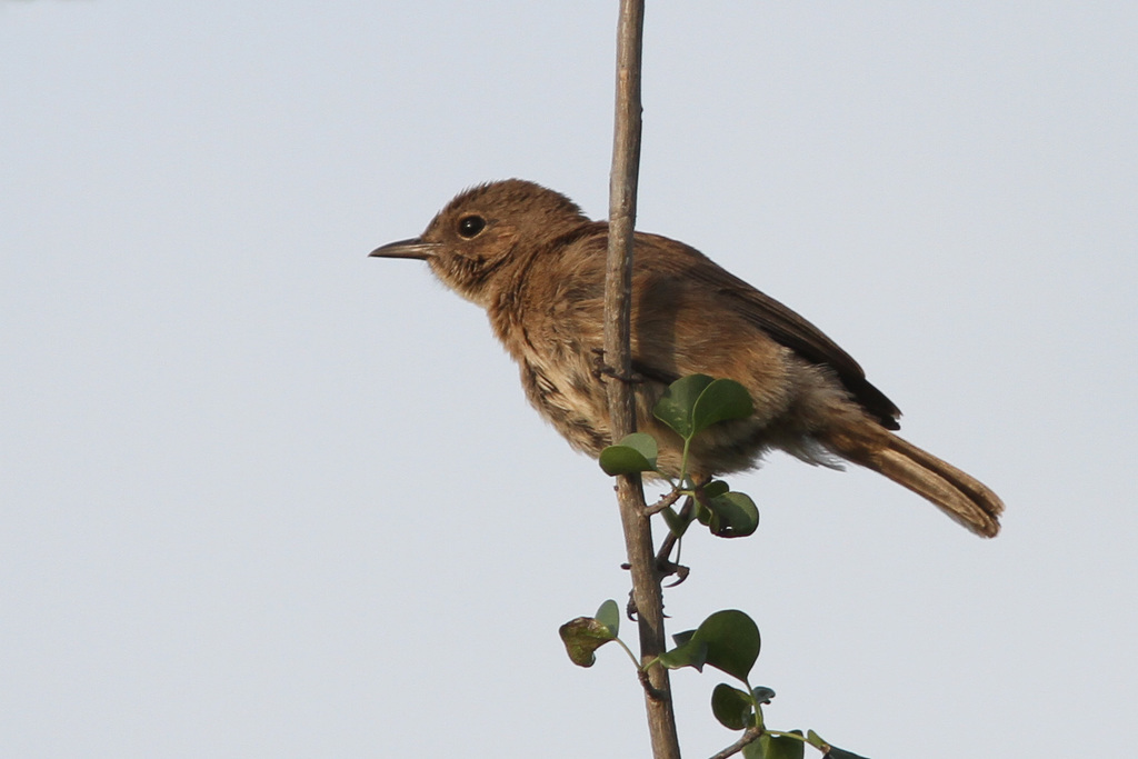 Brown-tailed Chat photo