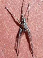Arachnida