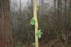 Valeriana clematitis