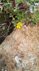 Listia heterophylla