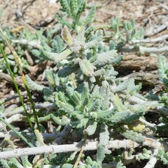 Teucrium dunense
