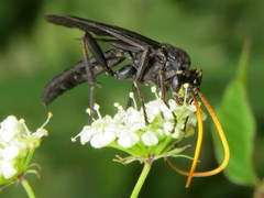 Ichneumon centrator