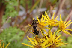 Helophilus lapponicus