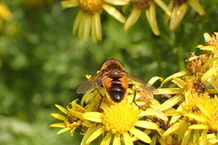 Helophilus lapponicus