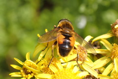 Helophilus lapponicus