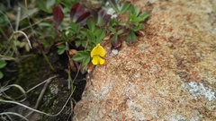 Listia heterophylla
