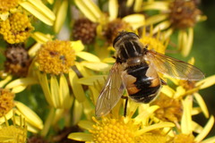 Helophilus lapponicus