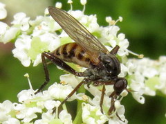 Rhamphomyia