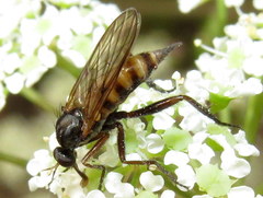 Rhamphomyia
