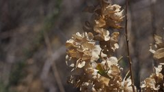 Atriplex canescens canescens