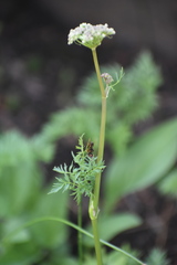 Conioselinum scopulorum