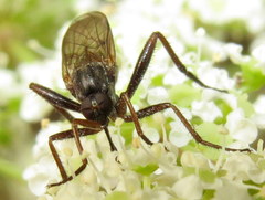 Rhamphomyia