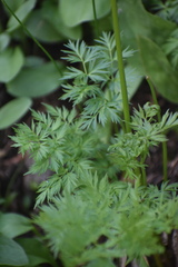 Conioselinum scopulorum