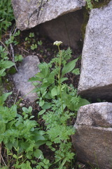 Conioselinum scopulorum